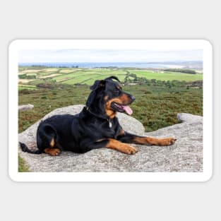 Beauceron Dog Sticker